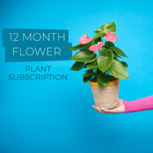12 Month Plant Subscription