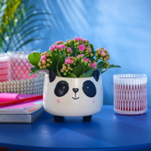 Plant Of The Month - Flower Power Panda