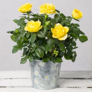 Yellow Rose in Zinc Daisy Pot