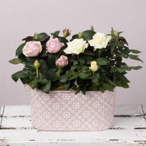 Pastel Rose Duet